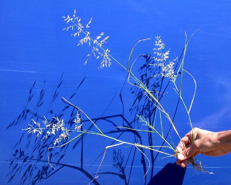Poaceae Eragrostis mexicana