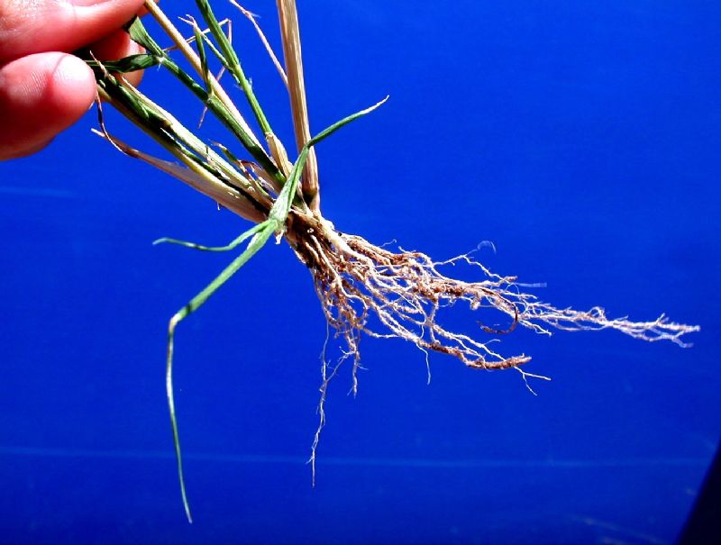 Poaceae Eragrostis mexicana