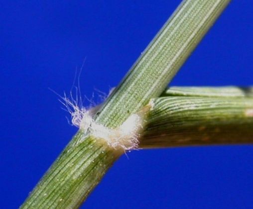 Poaceae Eragrostis mexicana