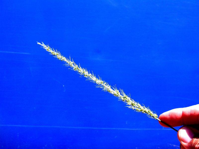Poaceae Setaria grisebachii