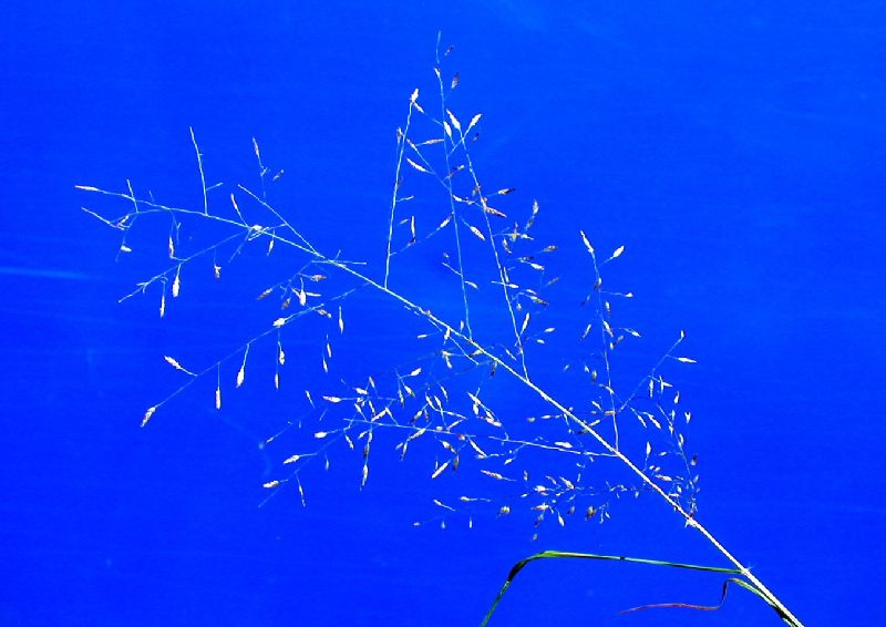 Poaceae Eragrostis arida