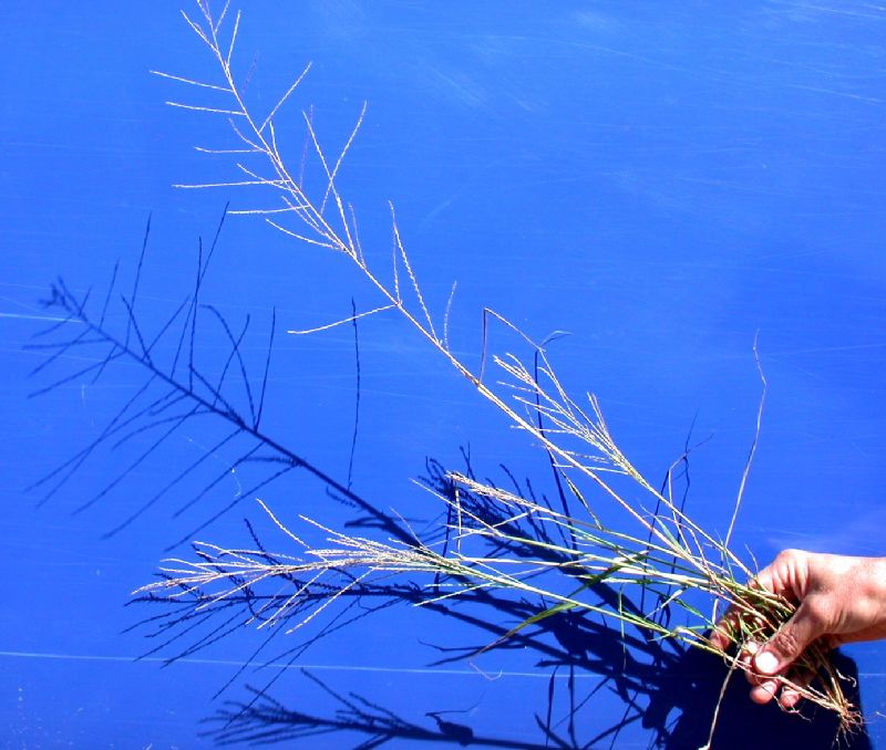 Poaceae Leptochloa filiformis