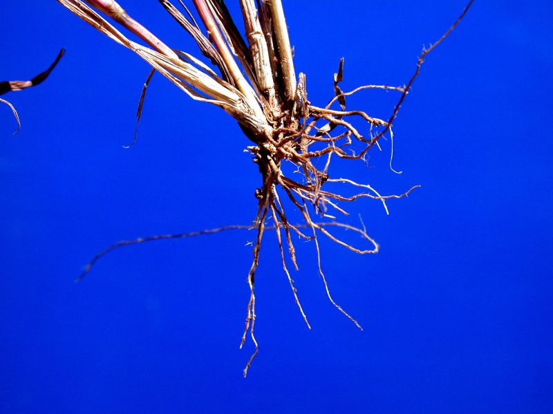 Poaceae Leptochloa filiformis