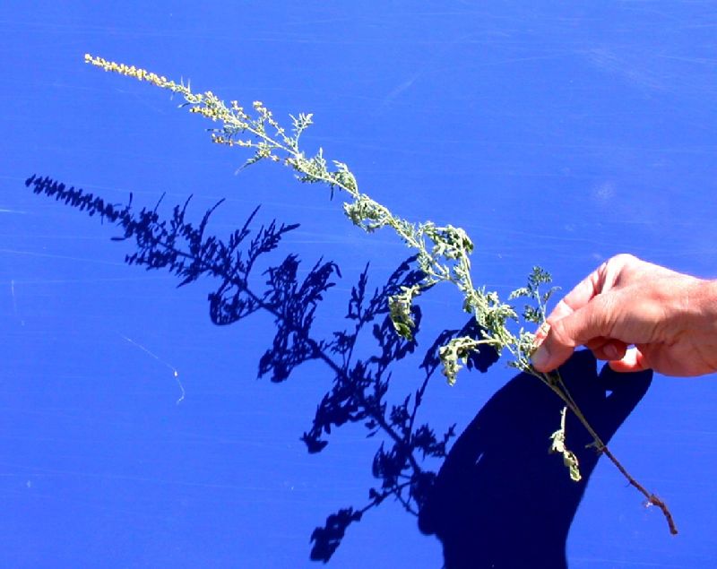 Asteraceae Ambrosia confertiflora