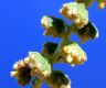 image of Ambrosia confertiflora