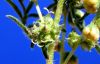 image of Ambrosia confertiflora