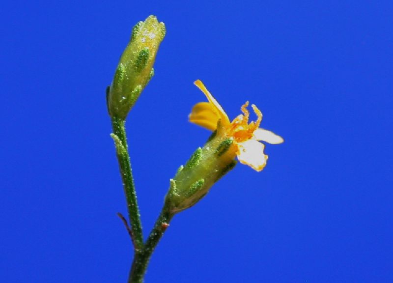 Asteraceae Gutierrezia sarothrae