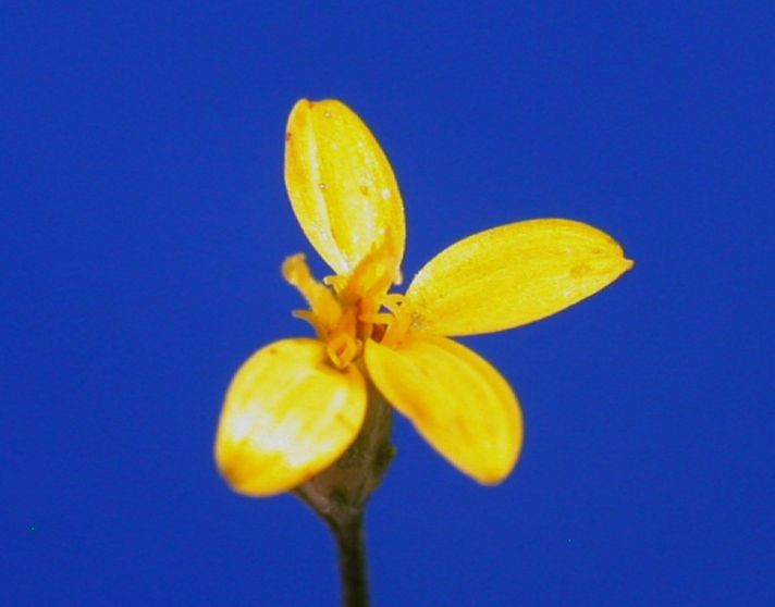 Asteraceae Gutierrezia sarothrae