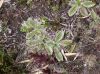 image of Acaena cylindristachya