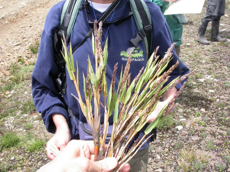 Poaceae Chusquea subtessellata