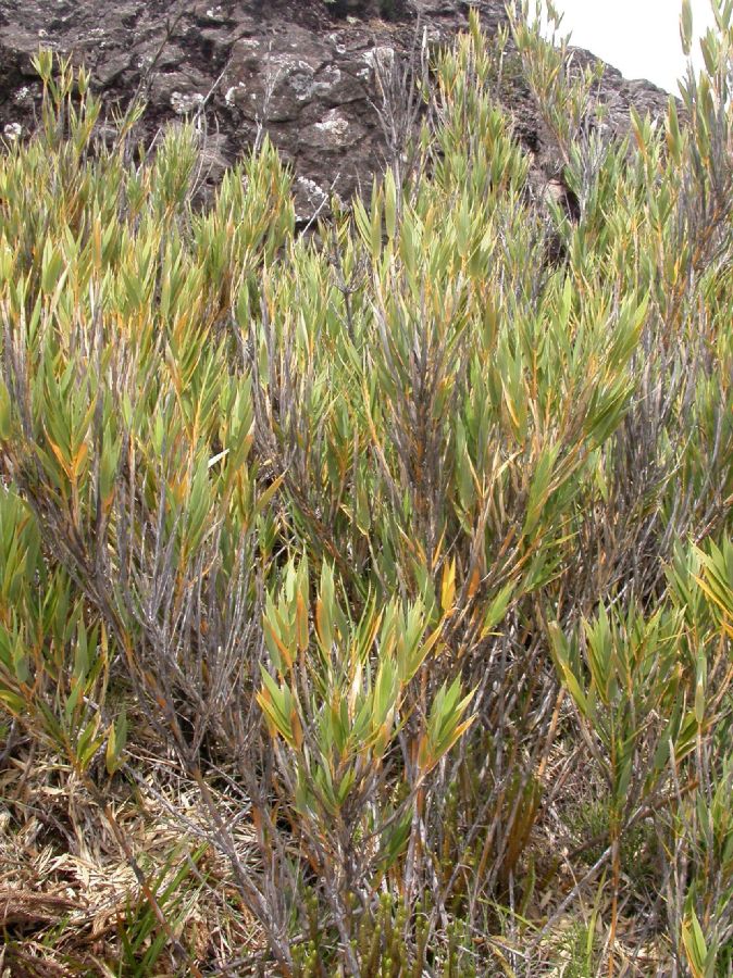 Poaceae Chusquea subtessellata