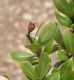 image of Hesperomeles heterophylla