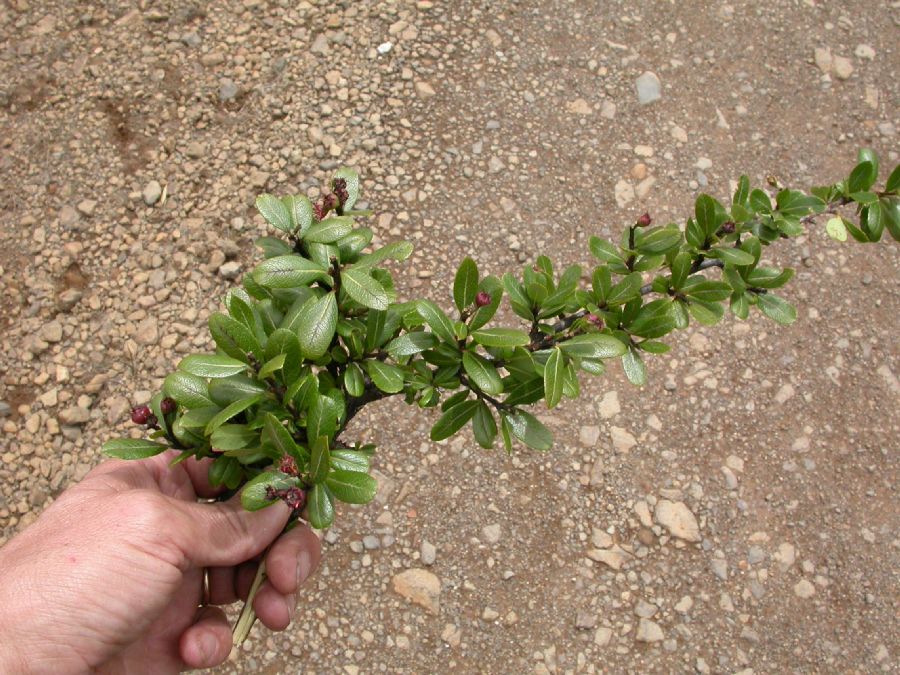 Rosaceae Hesperomeles heterophylla