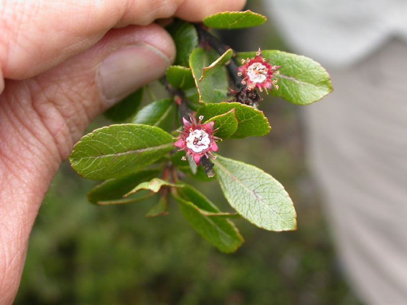 Rosaceae Hesperomeles heterophylla