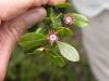 image of Hesperomeles heterophylla