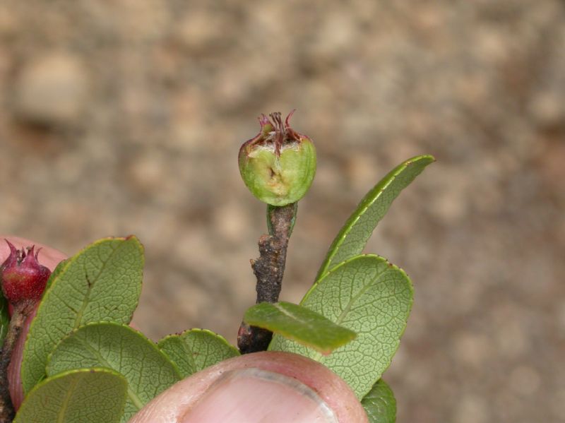 Rosaceae Hesperomeles heterophylla