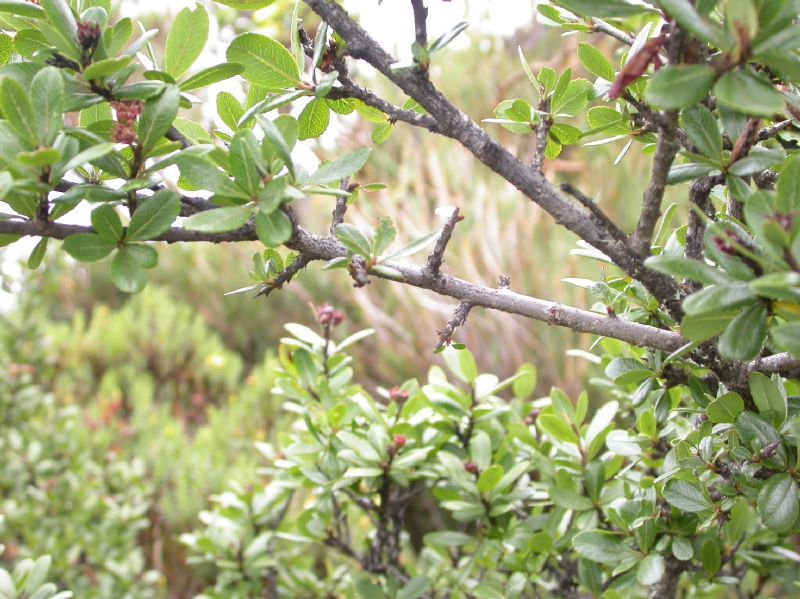 Rosaceae Hesperomeles heterophylla