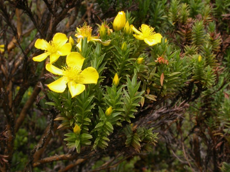 Hypericaceae Hypericum irazuense
