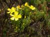 image of Hypericum irazuense