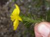 image of Hypericum irazuense
