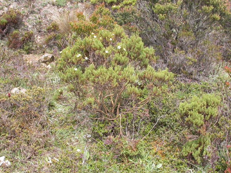 Hypericaceae Hypericum irazuense