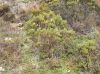 image of Hypericum irazuense