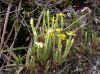 image of Hypericum thessiifolium
