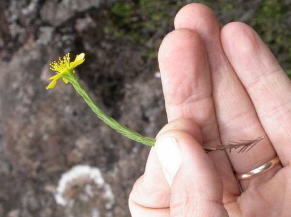 Hypericaceae Hypericum thessiifolium