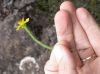 image of Hypericum thessiifolium