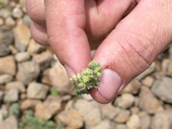 Rosaceae Lachemilla pascuorum
