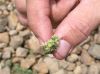 image of Lachemilla pascuorum
