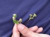 image of Lachemilla pectinata