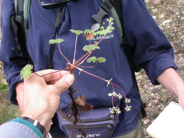 Rosaceae Lachemilla pectinata