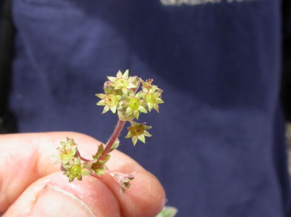 Rosaceae Lachemilla pectinata