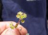 image of Lachemilla pectinata