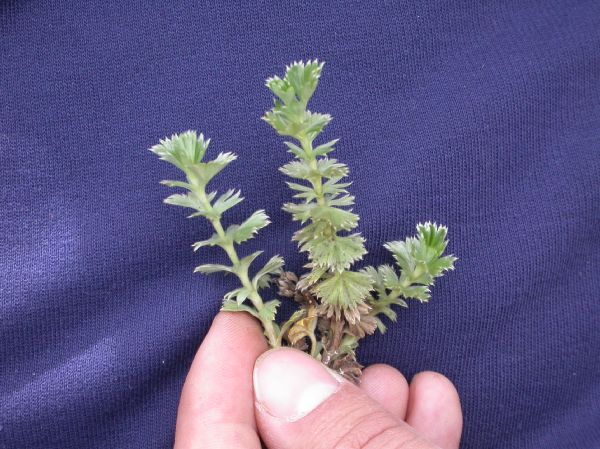 Rosaceae Lachemilla standleyi