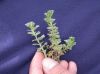 image of Lachemilla standleyi