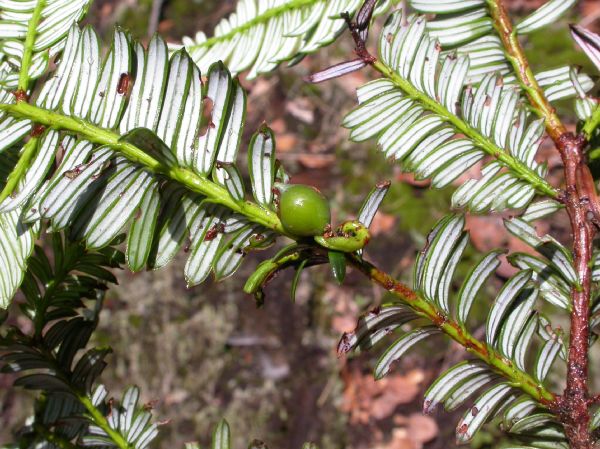Podocarpaceae Prumnopitys standleyi
