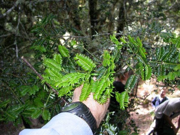 Podocarpaceae Prumnopitys standleyi