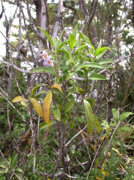 Solanaceae Solanum storkii
