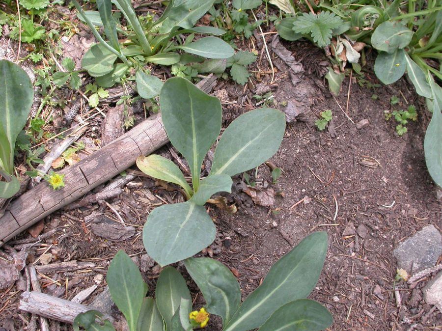 Asteraceae Senecio wootonii