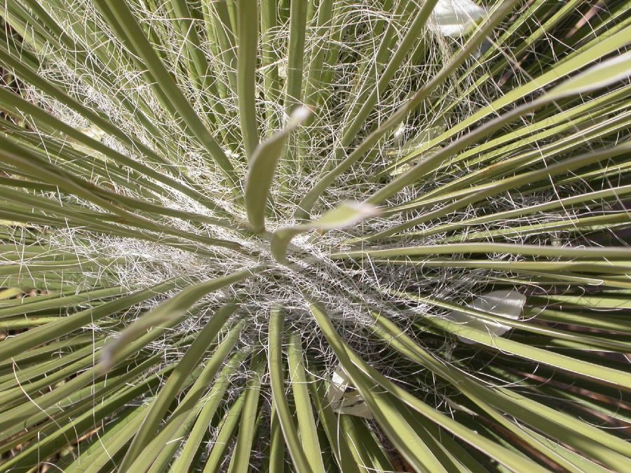 Asparagaceae Yucca elata