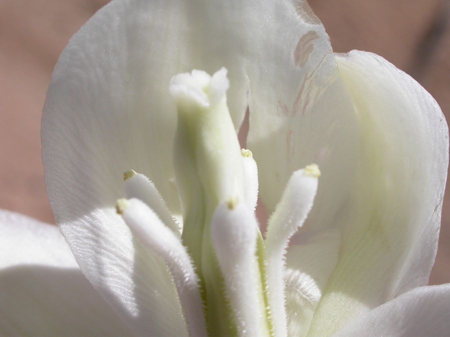 Asparagaceae Yucca elata
