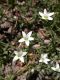image of Arenaria lanuginosa