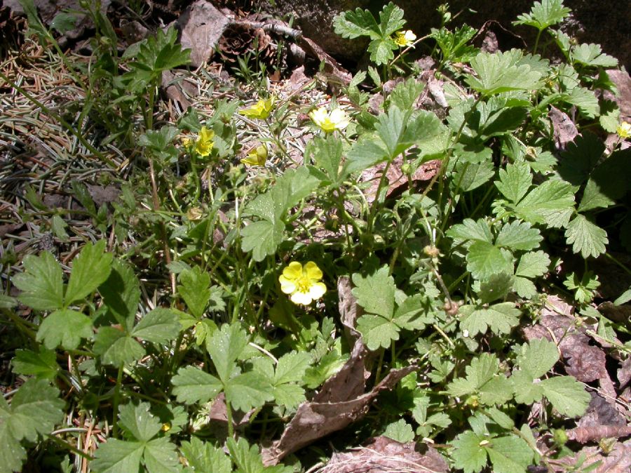 Rosaceae Potentilla albiflora