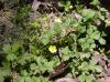 image of Potentilla albiflora