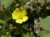 image of Potentilla albiflora