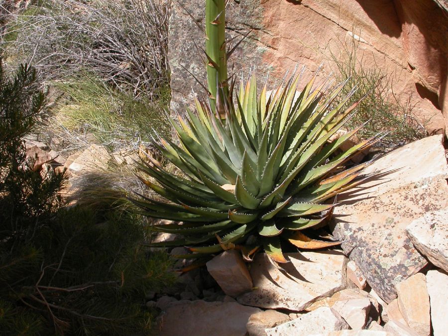 Asparagaceae Agave utahensis
