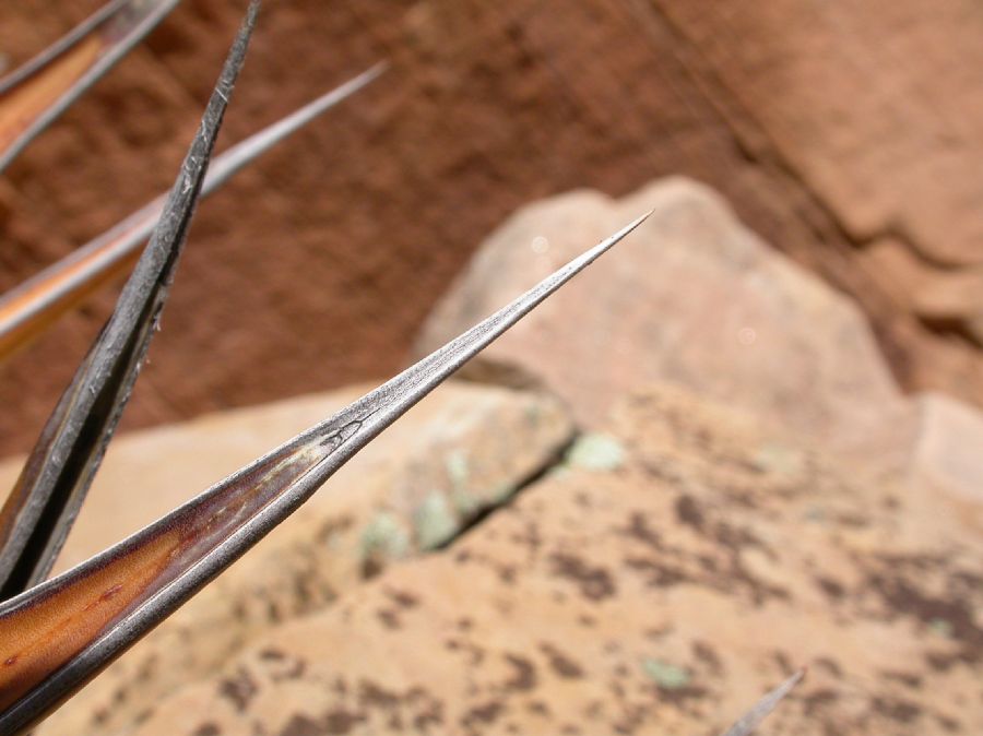 Asparagaceae Agave utahensis
