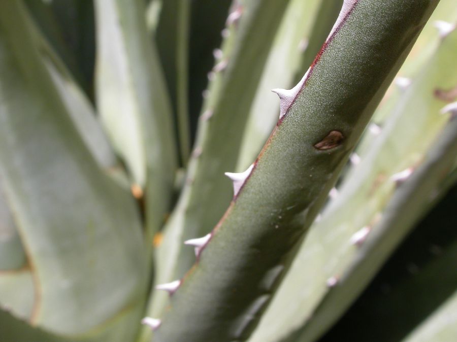 Asparagaceae Agave utahensis